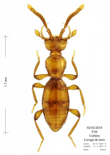 Leptomastax delarouzei